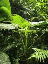 廈門植物園鐘鼓索道懶人版