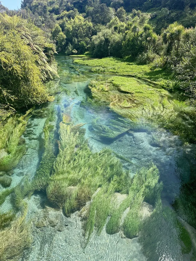 奧克蘭北島一日遊｜奧克蘭自然風景必打卡