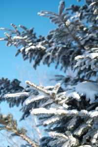 在北大湖實現了霧淞自由