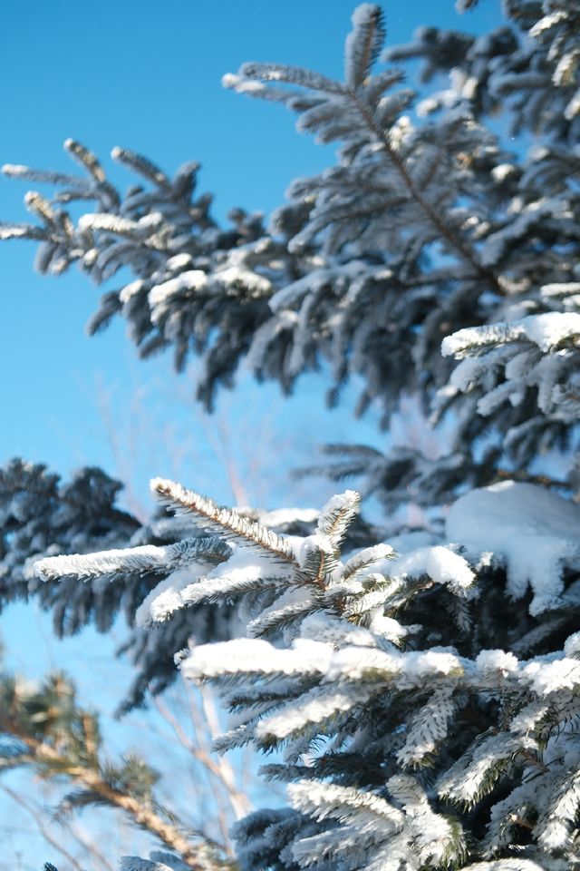 在北大湖實現了霧淞自由 在北大湖實現了霧淞自由