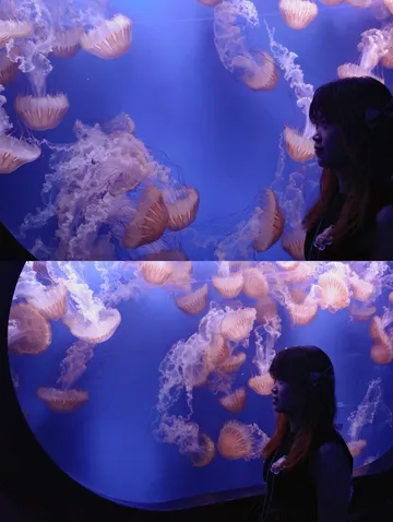 瓦倫西亞轉機4小時速通歐洲最大海洋館