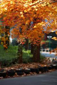 上海市區的秋日火焰!共青森林公園紅楓正當時