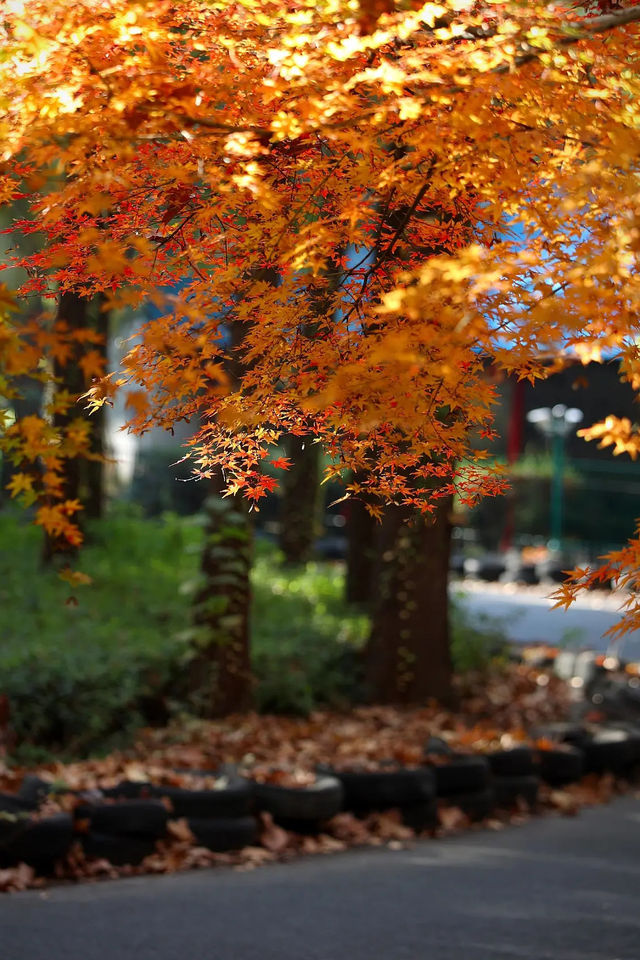 上海市區的秋日火焰!共青森林公園紅楓正當時 上海市區的秋日火焰!共青森林公園紅楓正當時