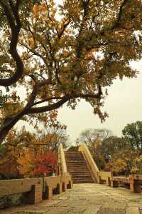 廣富林的深秋中式美學達到巔峰!