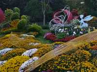 共青森林公園菊花展美翻啦