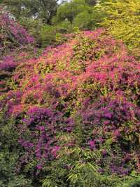 藏在深圳市中心的秘密角落,太美啦!