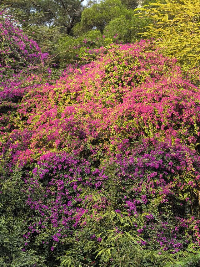 藏在深圳市中心的秘密角落,太美啦! 藏在深圳市中心的秘密角落,太美啦!