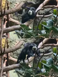 南京紅山，顛覆了我對動物園的認知(͒ ⓿ᴥ⓿ )͒