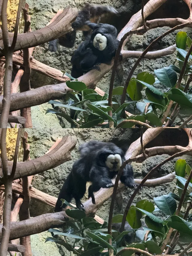 南京紅山，顛覆了我對動物園的認知(͒ ⓿ᴥ⓿ )͒