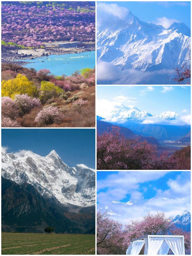 西藏林芝深度遊:邂逅雪山桃花與森林的浪漫 西藏林芝深度遊:邂逅雪山桃花與森林的浪漫