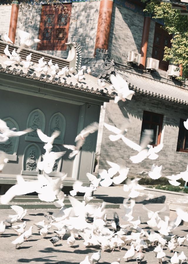 【住美豪，尋冬趣｜遇見香火與暖陽交織的古都冬天】