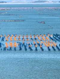 南澳島風車下的海洋牧場