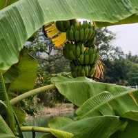 救命！我真的在廣西找到了《桃花源記》的入口