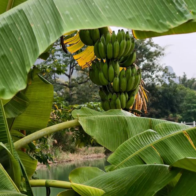 救命！我真的在廣西找到了《桃花源記》的入口
