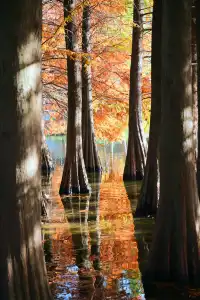 重慶出發 去南京過秋天