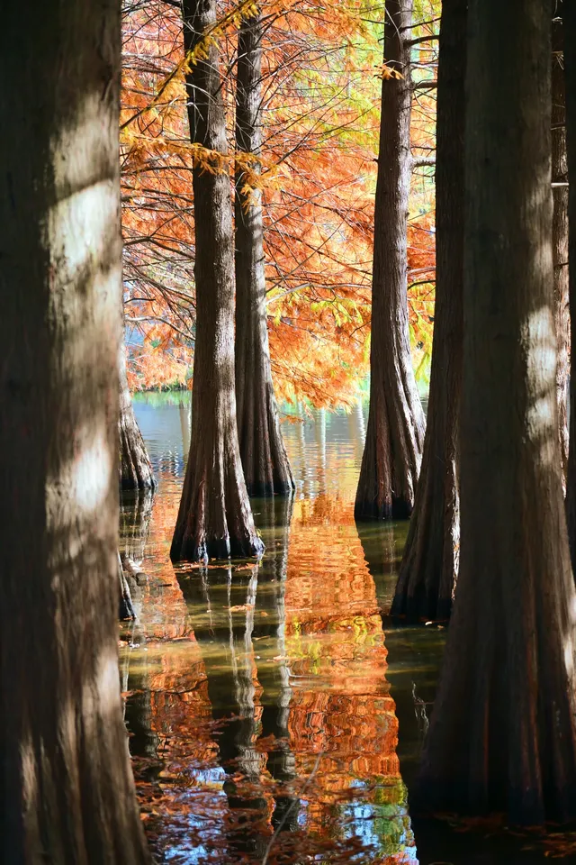 重慶出發 去南京過秋天