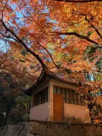 莫干山紅葉進度