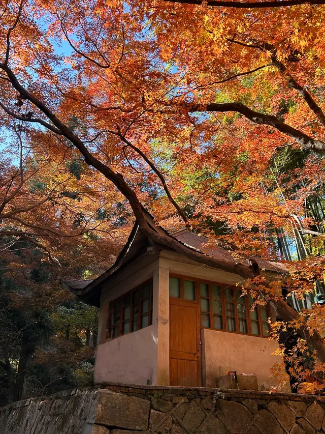 莫干山紅葉進度