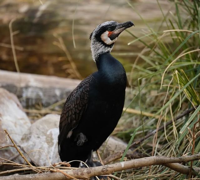 高黎貢鸕鶿換新裝,繁殖羽彰顯優雅風采 高黎貢鸕鶿換新裝,繁殖羽彰顯優雅風采