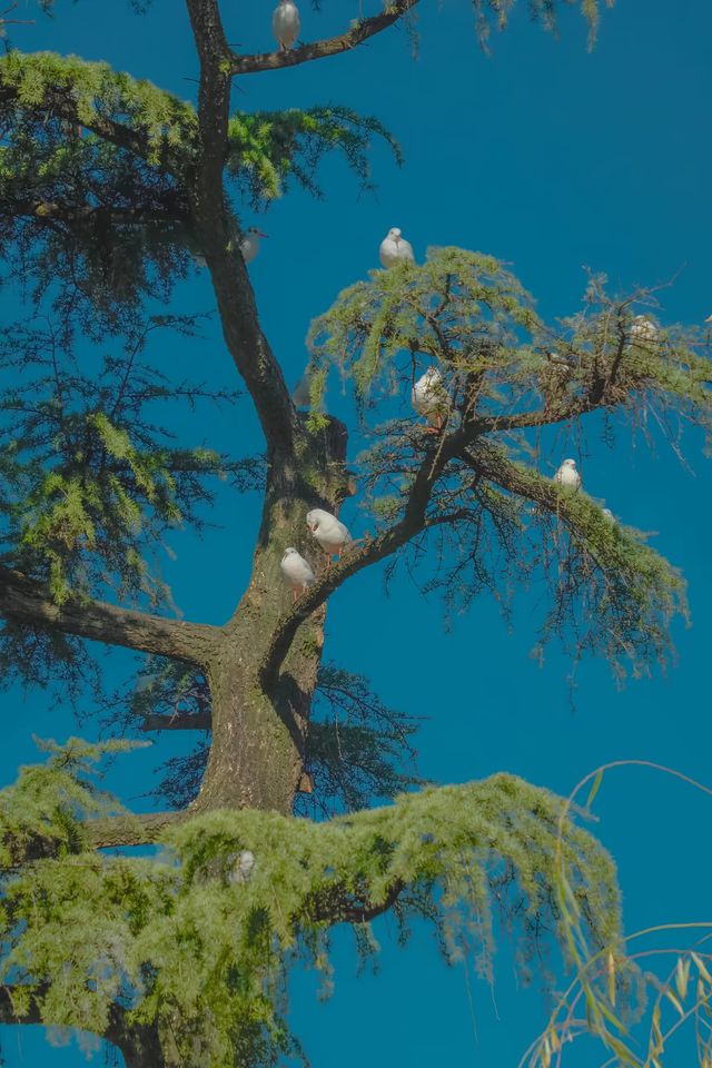 昆明翠湖絕美打卡點!海鷗與樹共舞的仙境 昆明翠湖絕美打卡點!海鷗與樹共舞的仙境