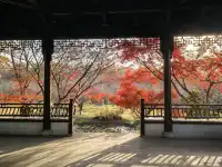 秋日頂流～～明孝陵胭脂雪