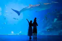 不到 150 找的珠海長隆跟拍踩雷了嗎?