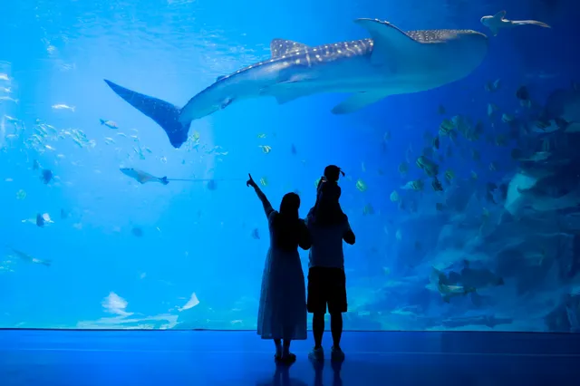 不到 150 找的珠海長隆跟拍踩雷了嗎? 不到 150 找的珠海長隆跟拍踩雷了嗎?