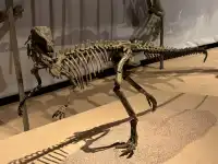 恐龍展抽獎只剩最後1天,衝啊!