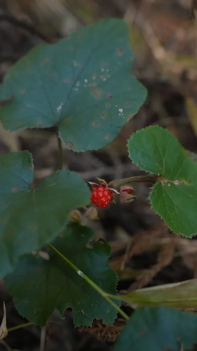 墜入「暮光森林」平陽滿田森林公園 墜入「暮光森林」平陽滿田森林公園