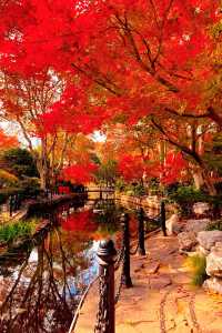 上海魯迅公園｜秋日限定！紅葉與暖陽的絕美約會地