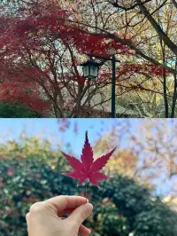 山東濟南-曲阜-泰山4日遊#這座城總得來一趟