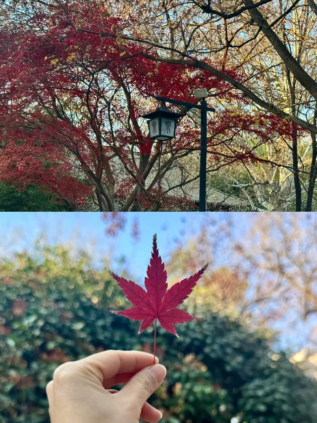 山東濟南-曲阜-泰山4日遊#這座城總得來一趟 山東濟南-曲阜-泰山4日遊#這座城總得來一趟