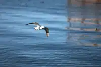 12月的洱海邊,彩林和海鷗也太配了吧