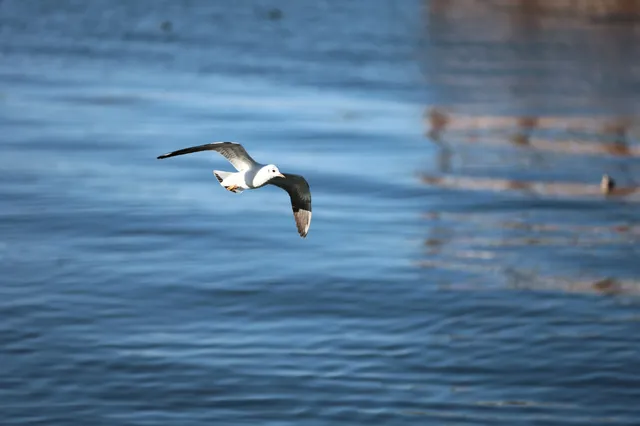 12月的洱海邊,彩林和海鷗也太配了吧 12月的洱海邊,彩林和海鷗也太配了吧