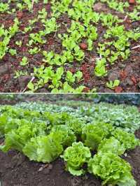 閩南田園一日:觸摸舊時光,品嚐新鮮味