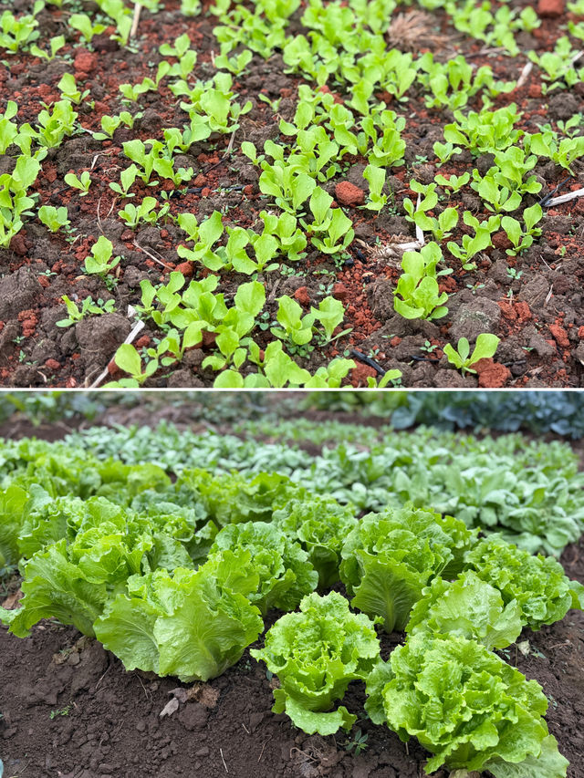 閩南田園一日:觸摸舊時光,品嚐新鮮味 閩南田園一日:觸摸舊時光,品嚐新鮮味