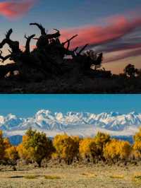 胡楊林裡,尋找失落的地平線