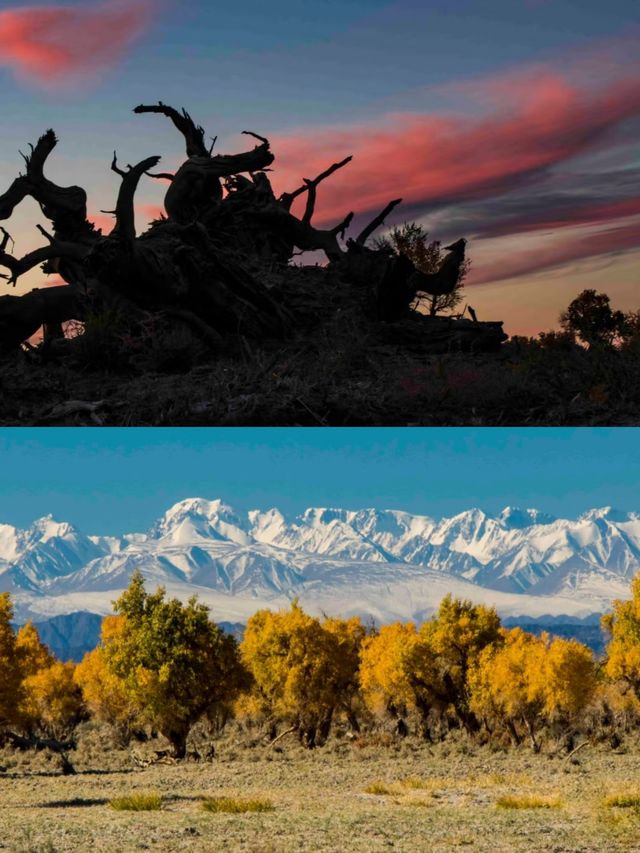 胡楊林裡,尋找失落的地平線 胡楊林裡,尋找失落的地平線