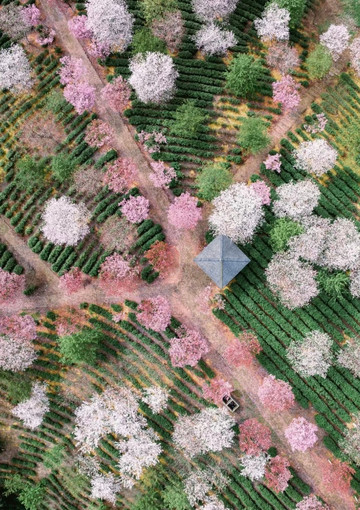 十思园·樱花白茶田(采茶体验) 参考图 3