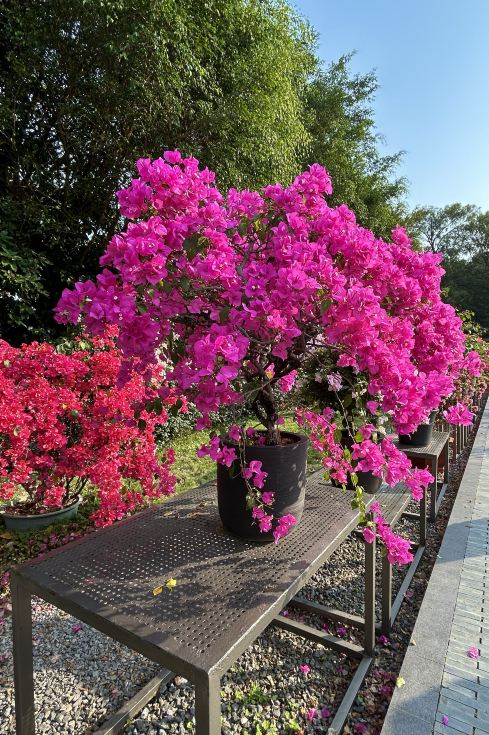Blooming Splendor, Diverse Forms, Spring Flowers Dancing