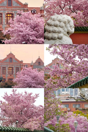 2026年上海で最も美しい桜の木を解放！交大のこの一本は最高！ | Trip