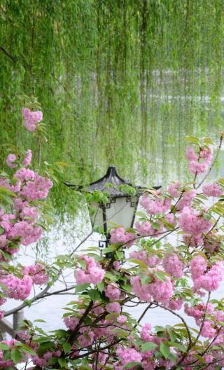 貴陽の春の必訪スポット！甲秀楼のピンクの夕桜が息をのむ美しさ