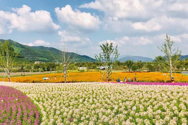 Spring In Hangzhou Jingshan Flower Sea is like Monet's Garden, blooming with colorful ...