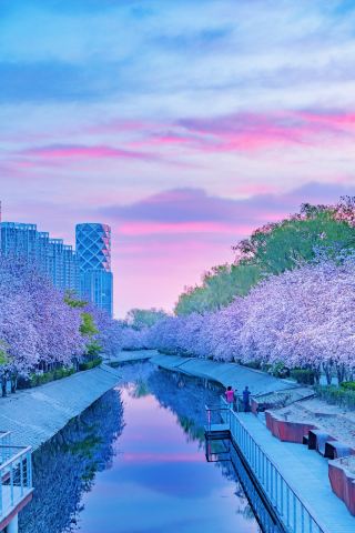 Beijing Spring Flower Viewing Season: A Romantic Date with the Ancient Capital