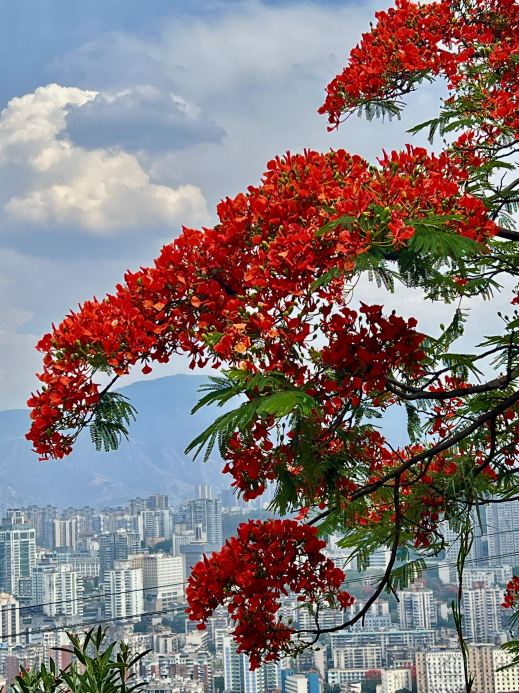 攀枝花の鳳凰花（市の花／鳳凰木） | Trip.com 攀枝花
