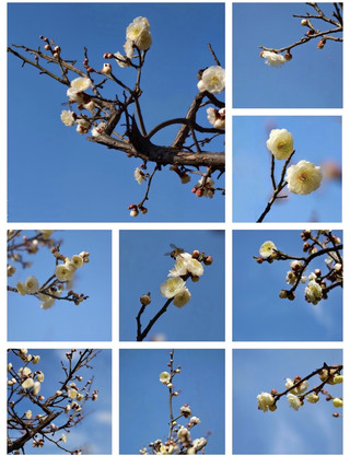 Against a backdrop of blue sky, white plum blossoms embroider a poem of spring on the branches—I looked up and was immediately enveloped by their beauty! The blue sky was like a clean canvas, and the white plum blossoms on the branches seemed determined to...
