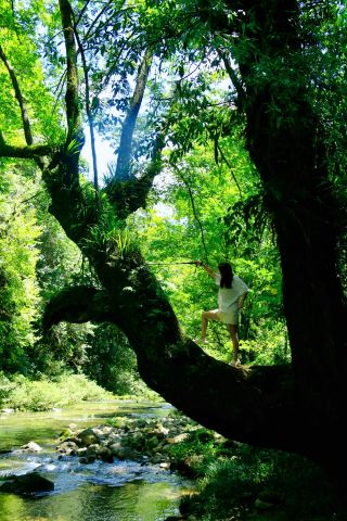 The ultimate summer escape in the cloud-kissed forest