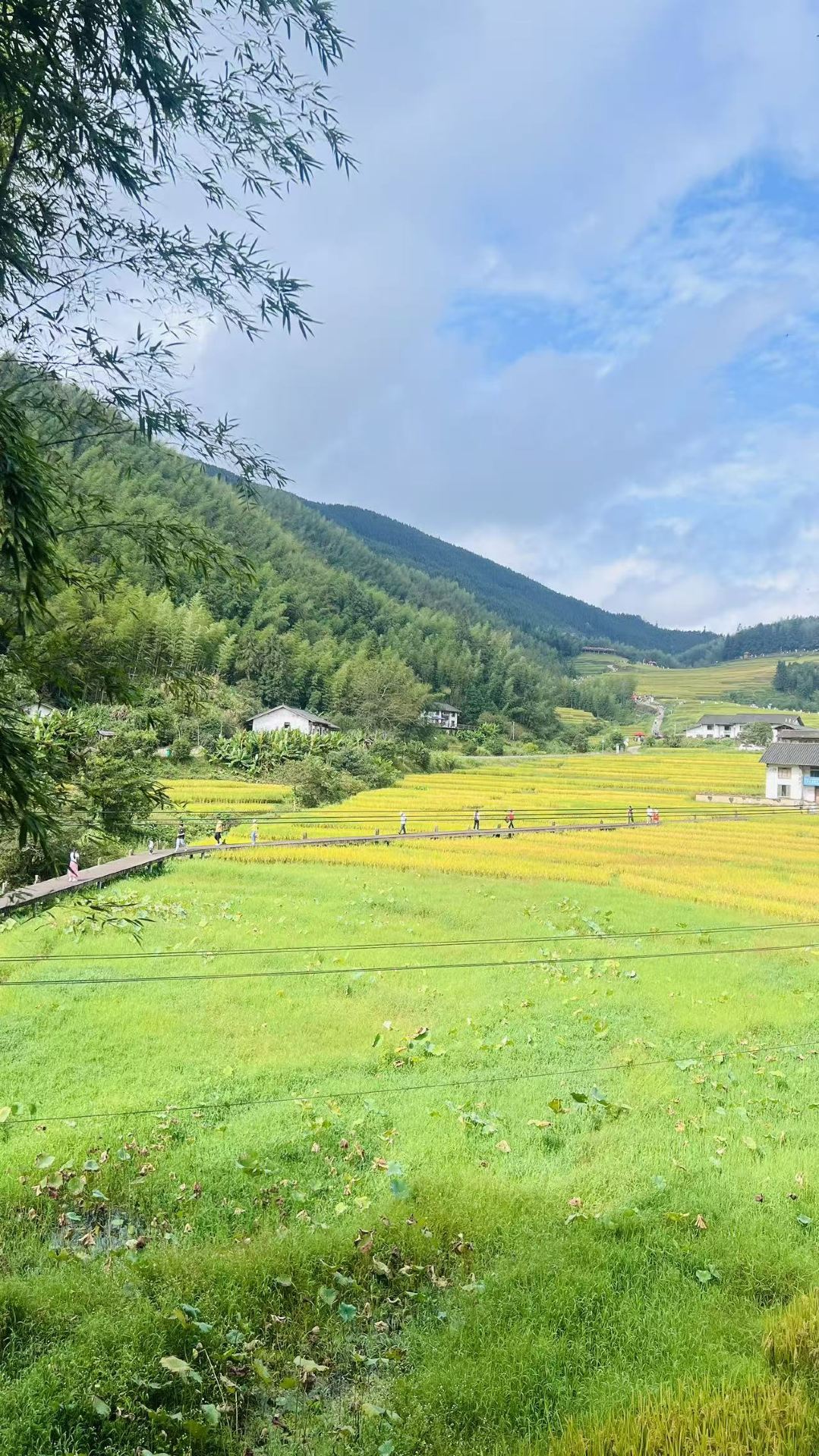 Ruộng bậc thang Thượng Bảo: Một làn gió thanh lọc giữa những làn sóng vàng óng trên mây.