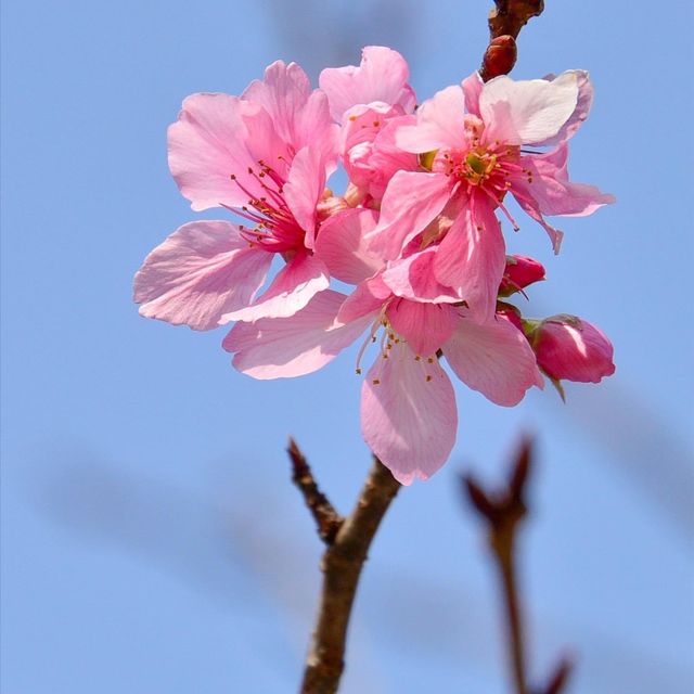大埔海濱公園繡球花一樣咁燦爛👍👍👍