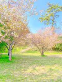벚꽃 최애 스팟, 사천 선진리성🌸